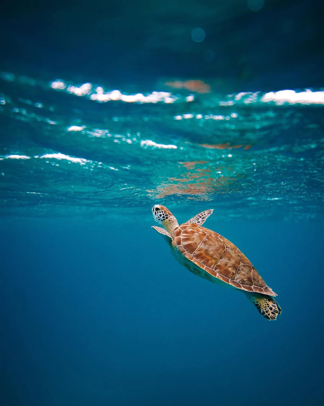 Crystal-Clear Waters & Marine Life