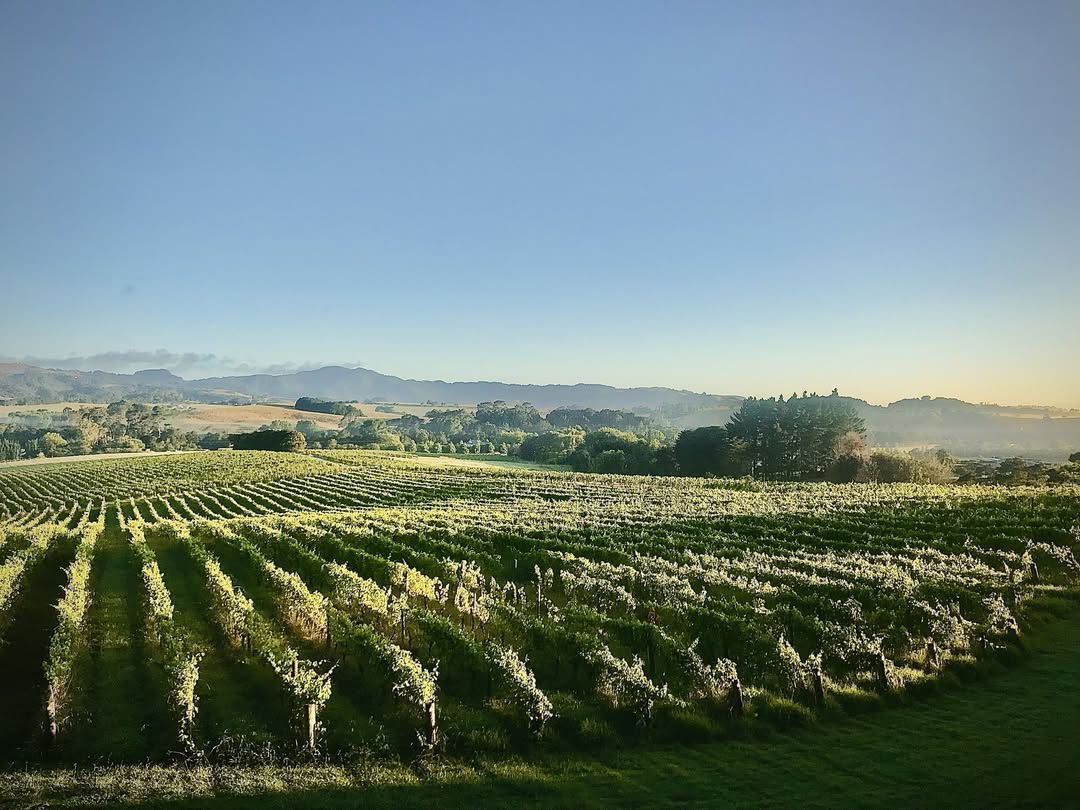 Vineyard Views with Provençal Soul