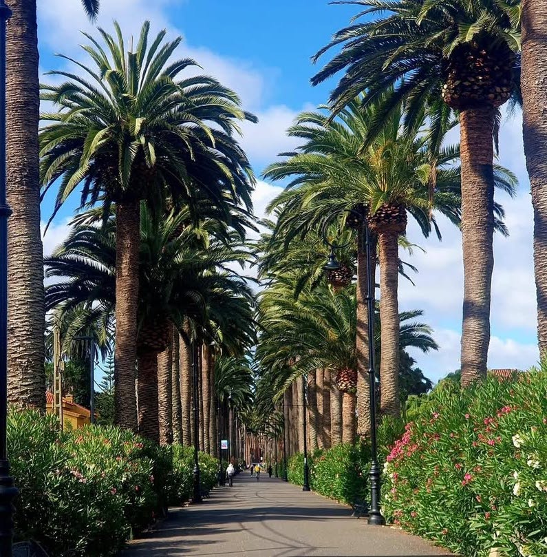 Shaded Palm Alleys