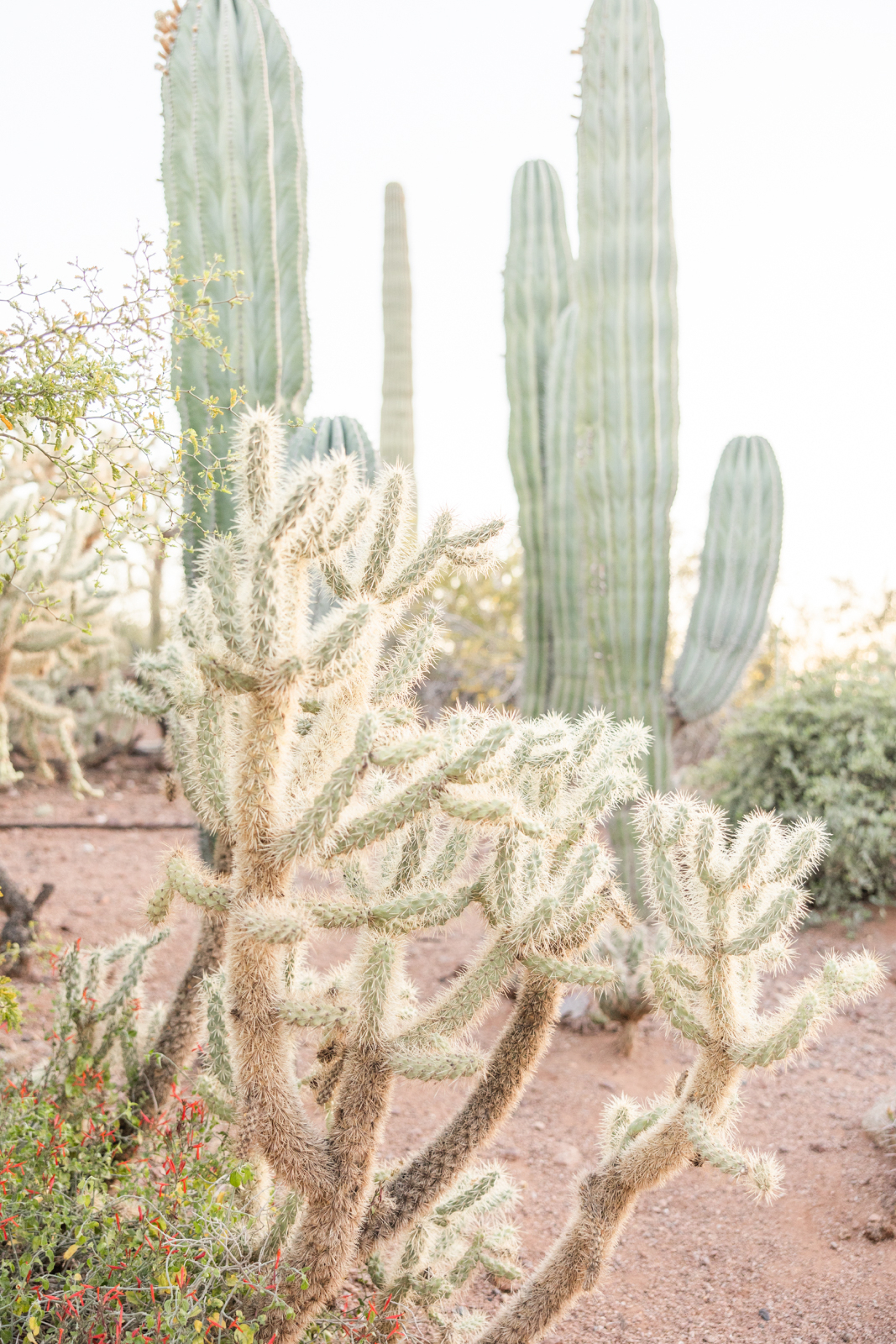 A Canvas of Love: Christie &amp; Yoskay's Pastel Dream Wedding at Desert Botanical Gardens photo
