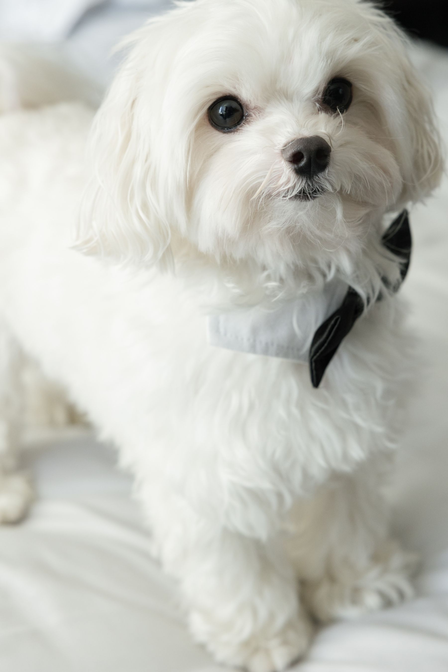 A Tale of Two Worlds: Marina &amp; Zach's Chic Chicago History Museum Wedding photo