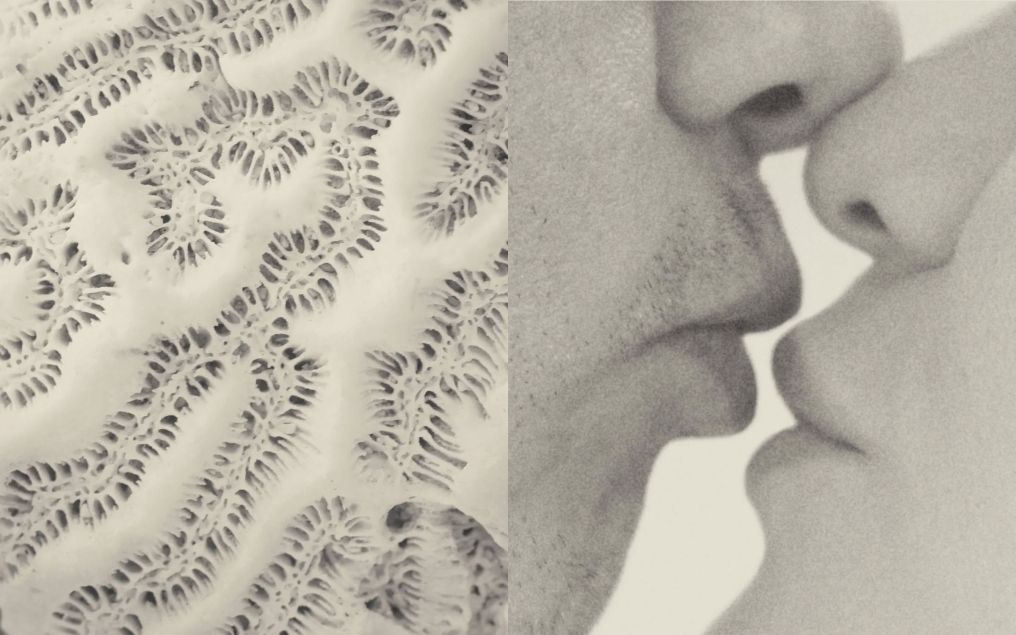 Polly and the Lovebites