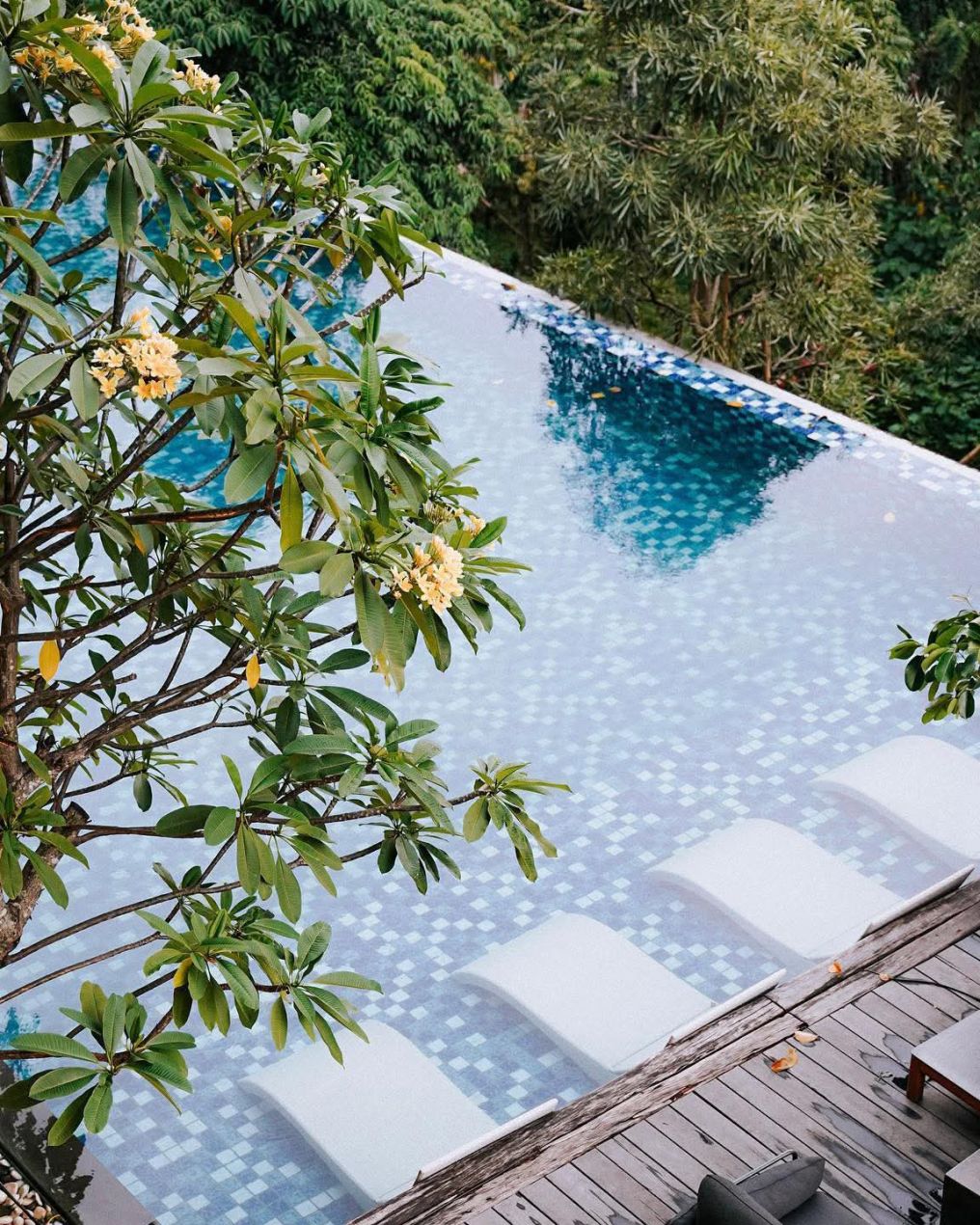 The Forest at The Veranda