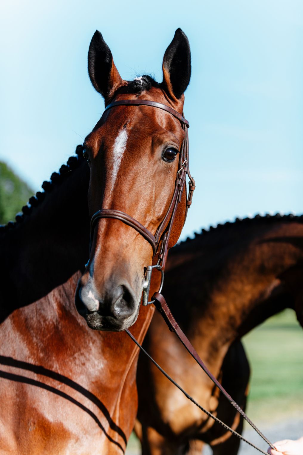 Hassan Hadad Photographer photo