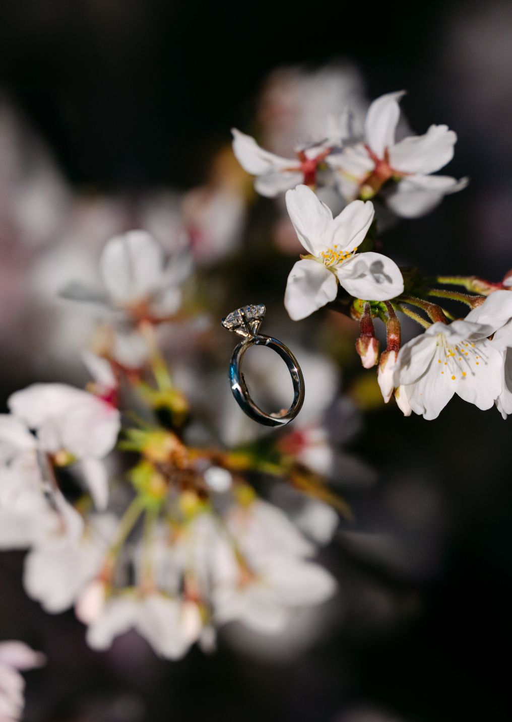 Sofia Hiramatsu Photographer photo