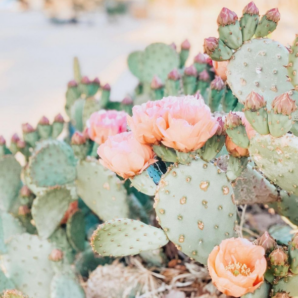 Gabrielle Plyley Photographer