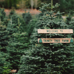 Trinity Tree Farm Venue
